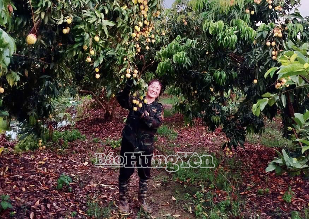 Vải trứng Hưng Yên: Mùa vụ chưa bắt đầu, sản phẩm đã “cháy hàng”