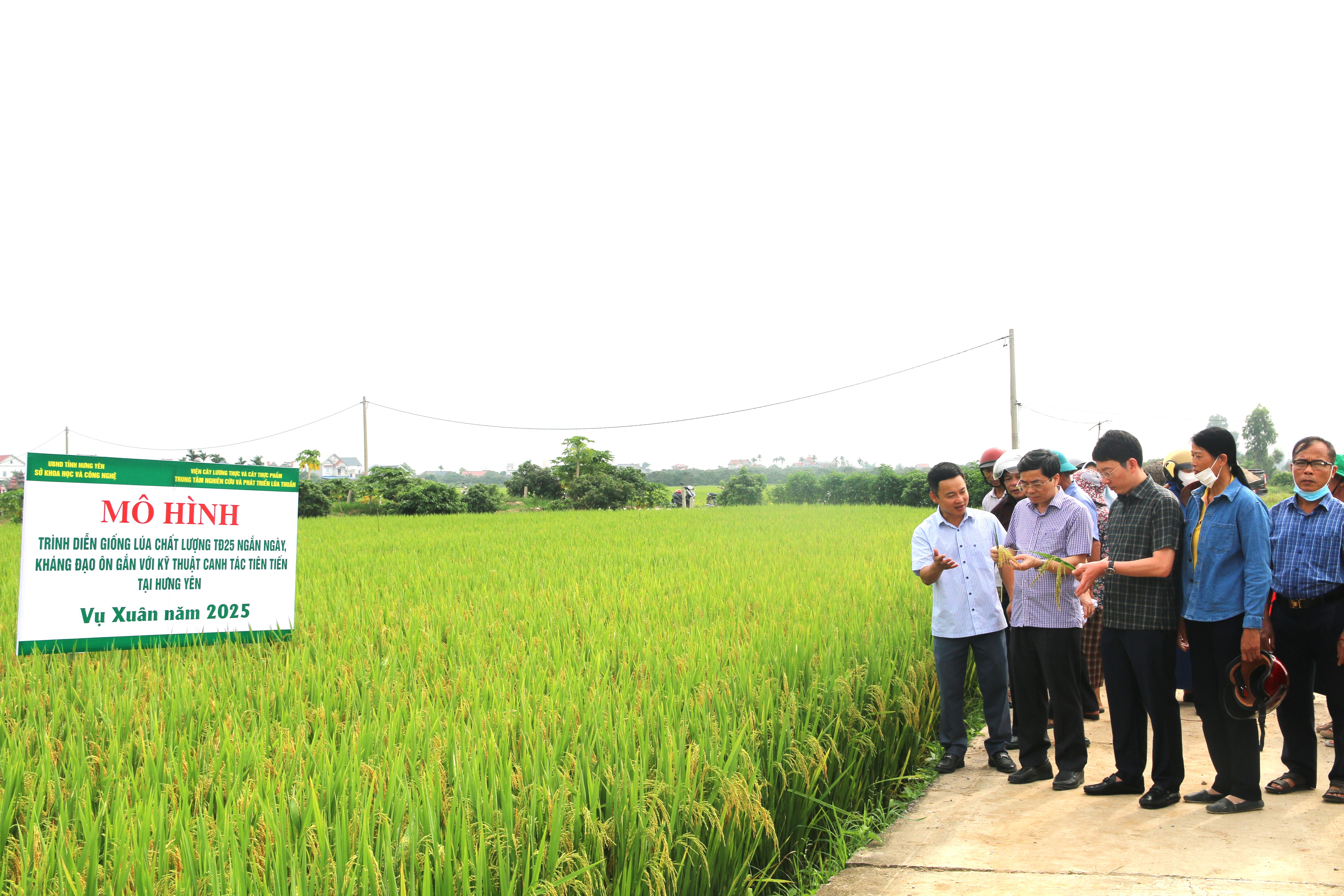 Hưng Yên: Hội thảo đầu bờ giống lúa thơm TĐ25 – Giống lúa ngắn ngày, kháng đạo ôn, chất lượng cao