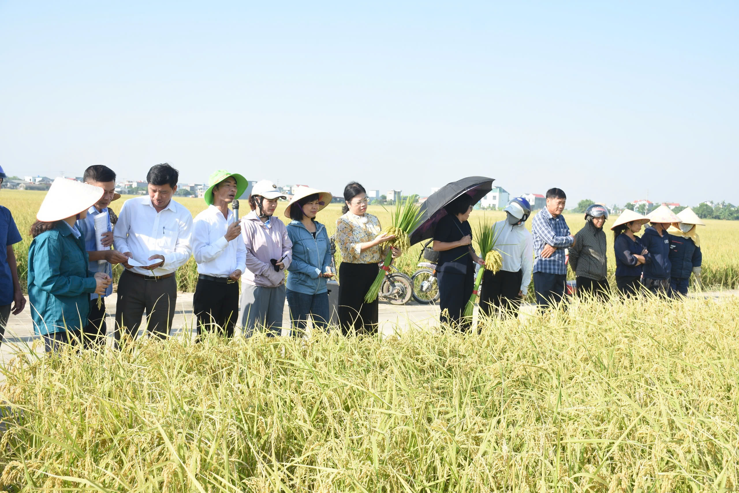 Hội nghị đầu bờ đánh giá mô hình lúa TBR16 giảm phát thải nhà kính vụ Mùa 2026