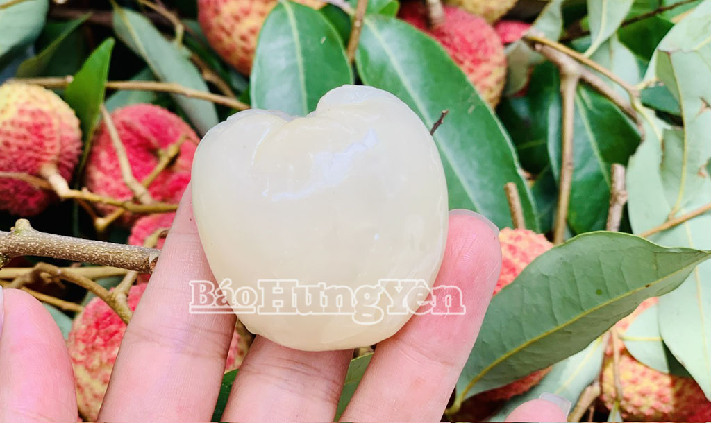 Vải trứng Hưng Yên, được mùa, được giá