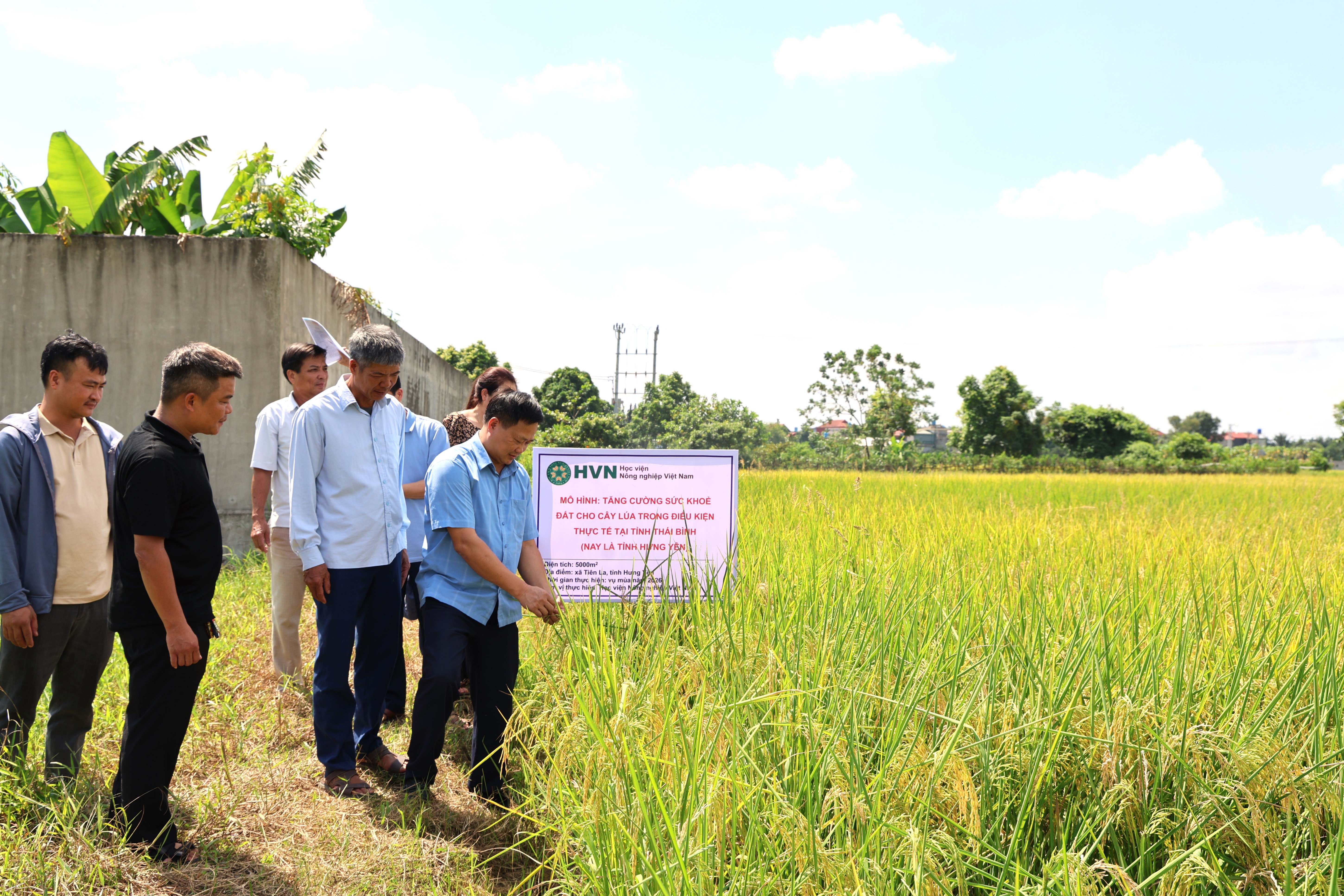 Sở Khoa học và Công nghệ kiểm tra mô hình cải thiện “sức khỏe đất” trong canh tác lúa