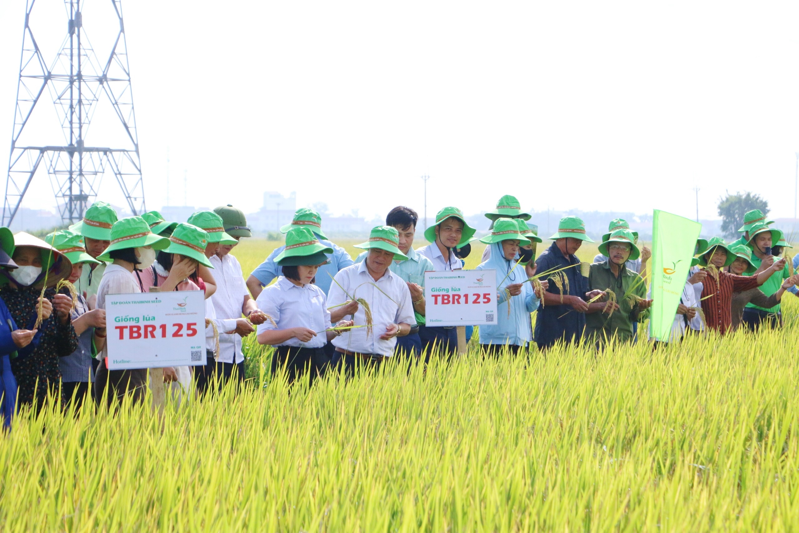 Hội nghị đầu bờ mô hình lúa TBR125, TBR88 thích ứng biến đổi khí hậu tại xã Tiên Tiến