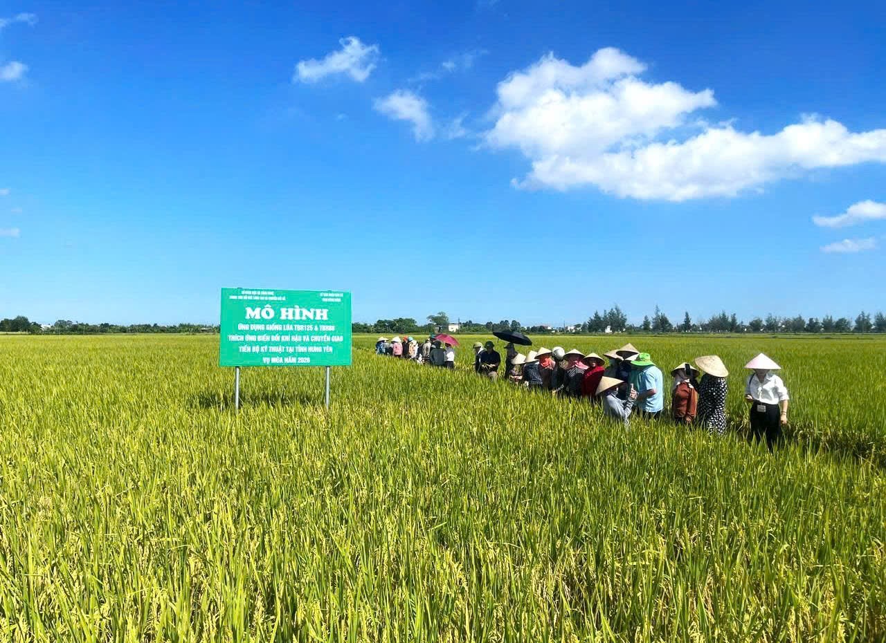 Đánh giá kết quả mô hình TBR125 vụ Mùa 2026 tại Nam Đông Hưng