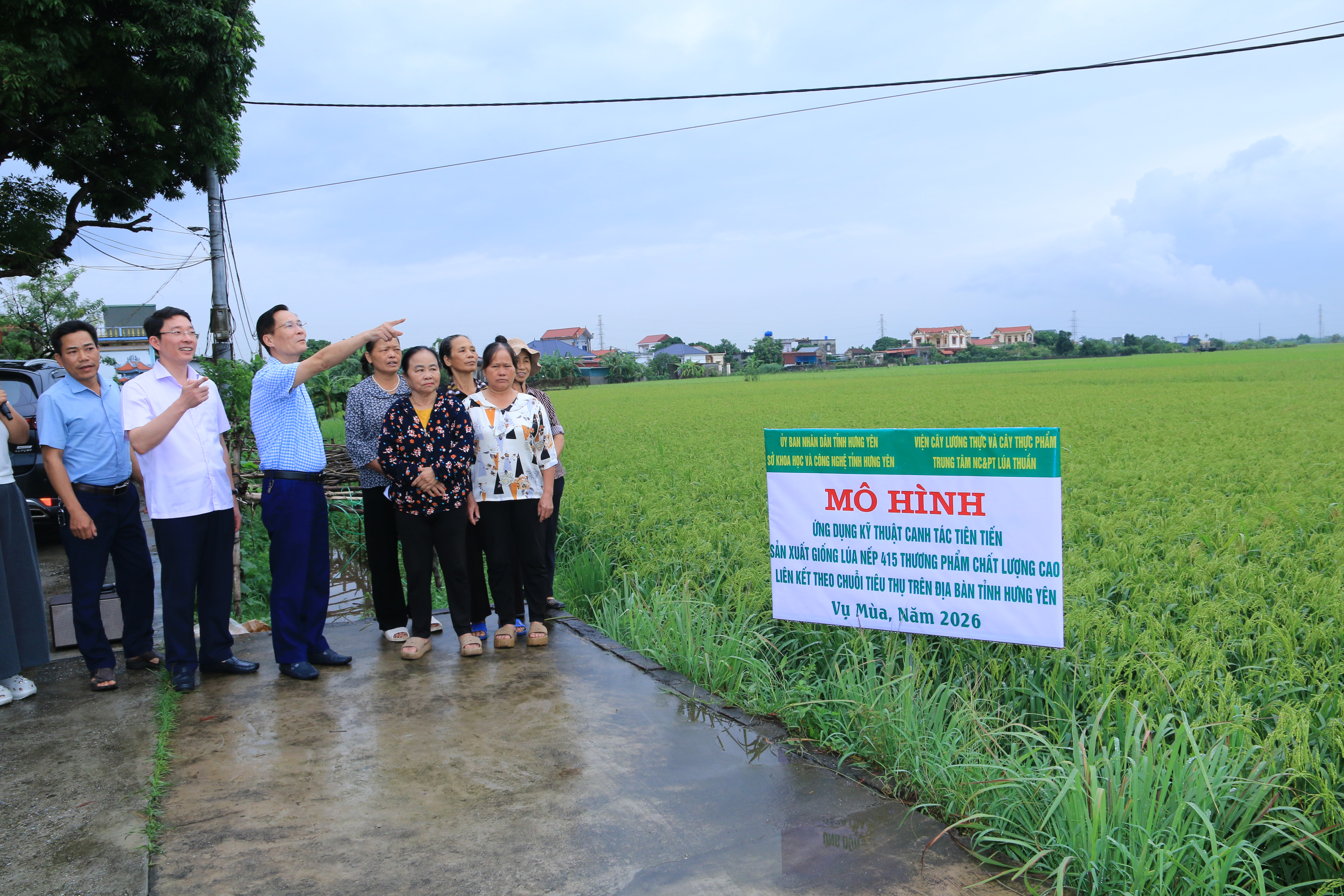 Đưa kỹ thuật canh tác tiên tiến vào mô hình lúa Nếp 415 tại Hưng Yên