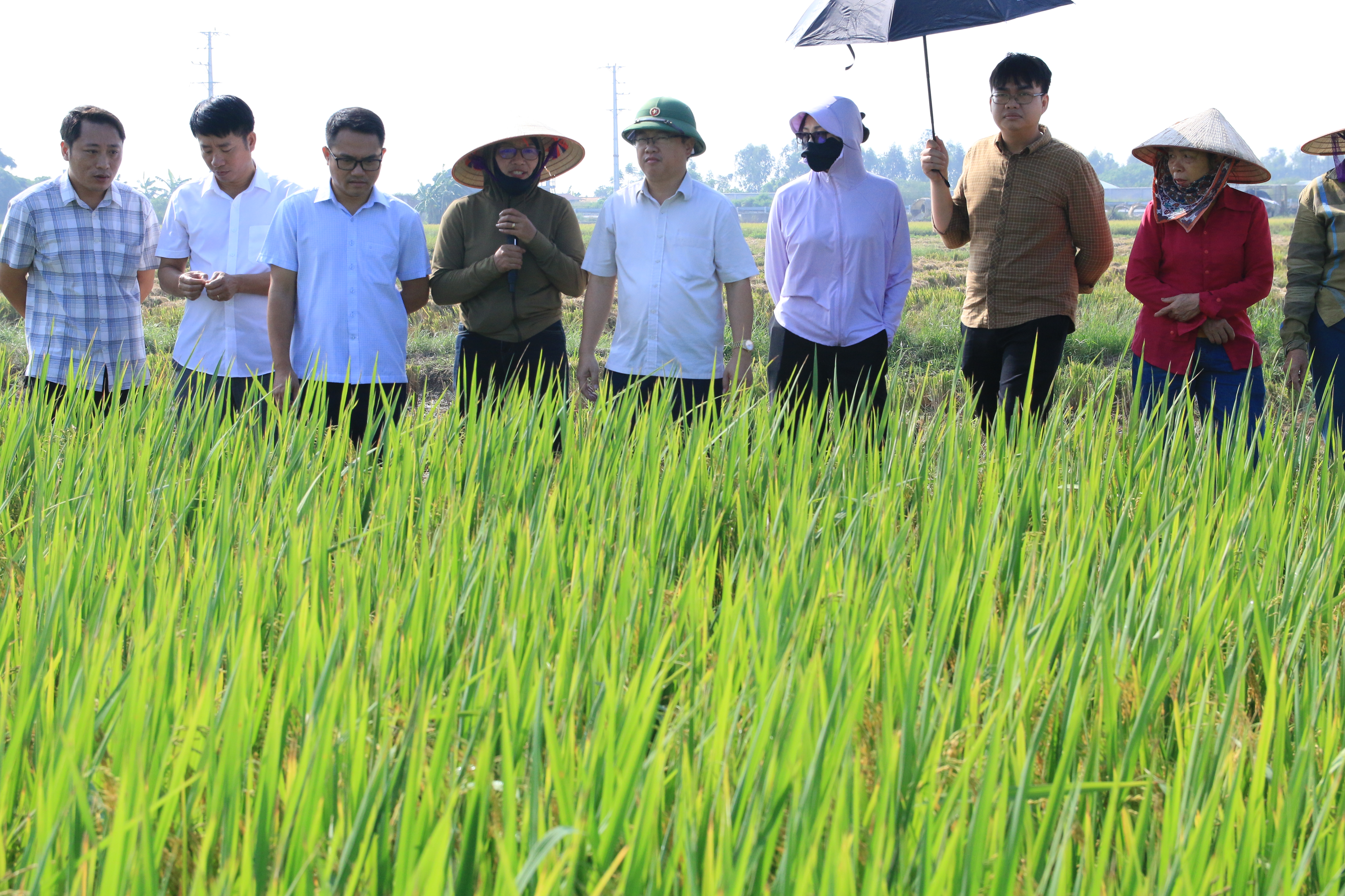 Đánh giá kết quả mô hình giống lúa Gia Lộc 25 vụ Mùa năm 2026