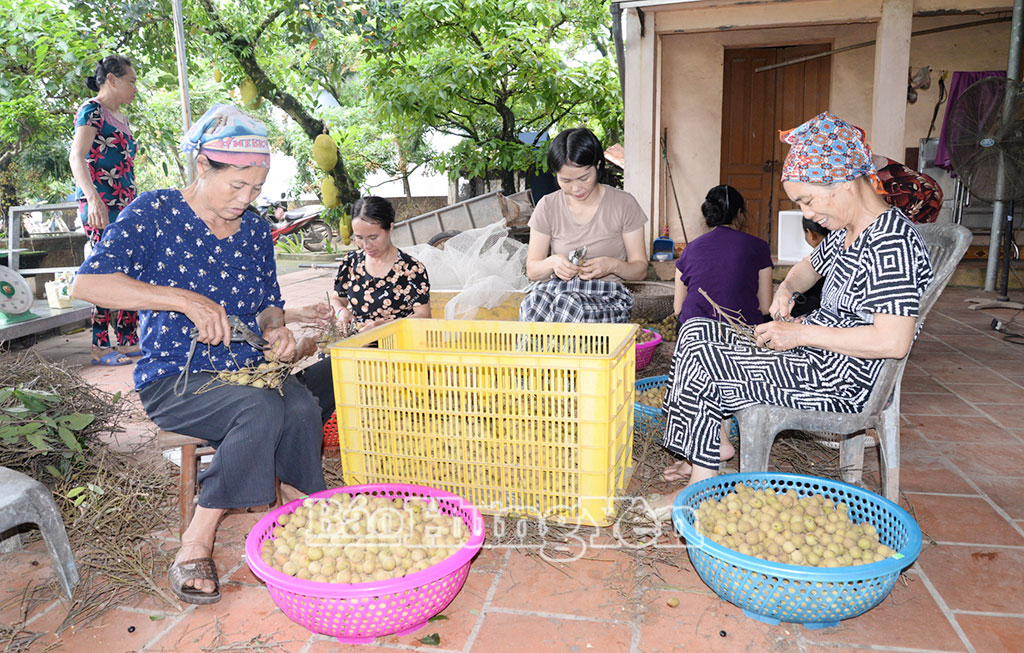 Sản xuất nhãn an toàn, chất lượng: Hướng phát triển hiệu quả và bền vững
