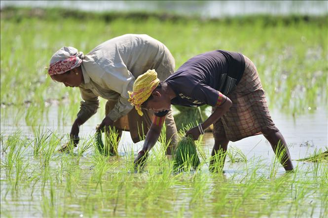 Hạt giống vô tính hứa hẹn thay đổi nông nghiệp toàn cầu
