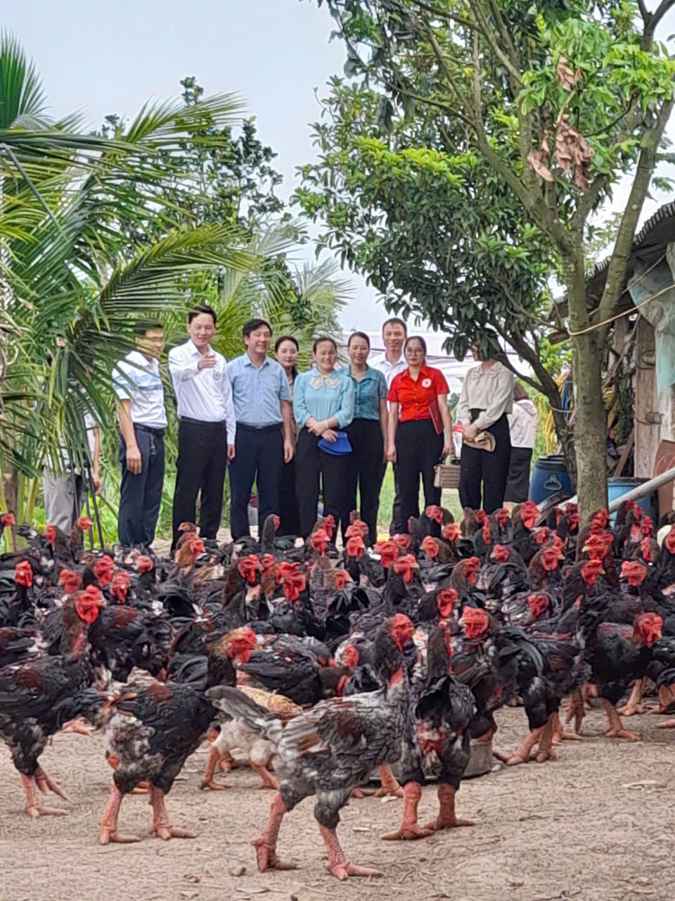 Hội thảo đầu bờ, tham quan đánh giá mô hình nuôi Gà lai Đông tảo thương phẩm an toàn sinh học