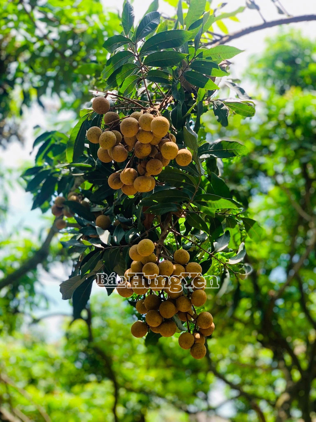 Nhãn Hưng Yên “hứa hẹn” được mùa