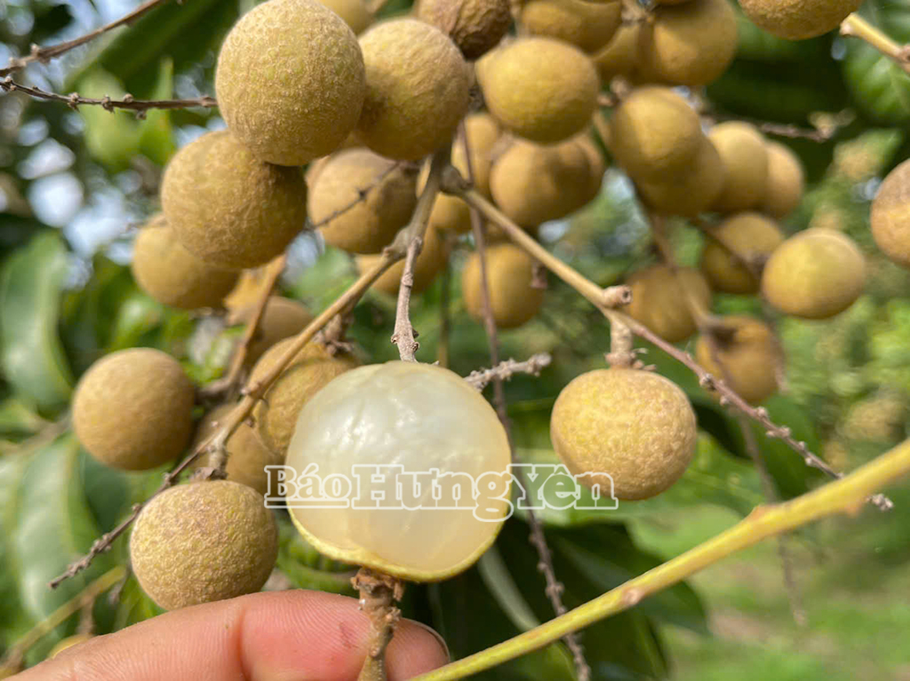 Xã Tân Hưng – “Kho báu” nhãn đặc sản của Hưng Yên