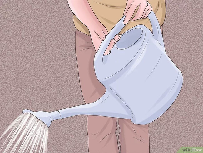 Hoa ly thường không cần quá nhiều nước