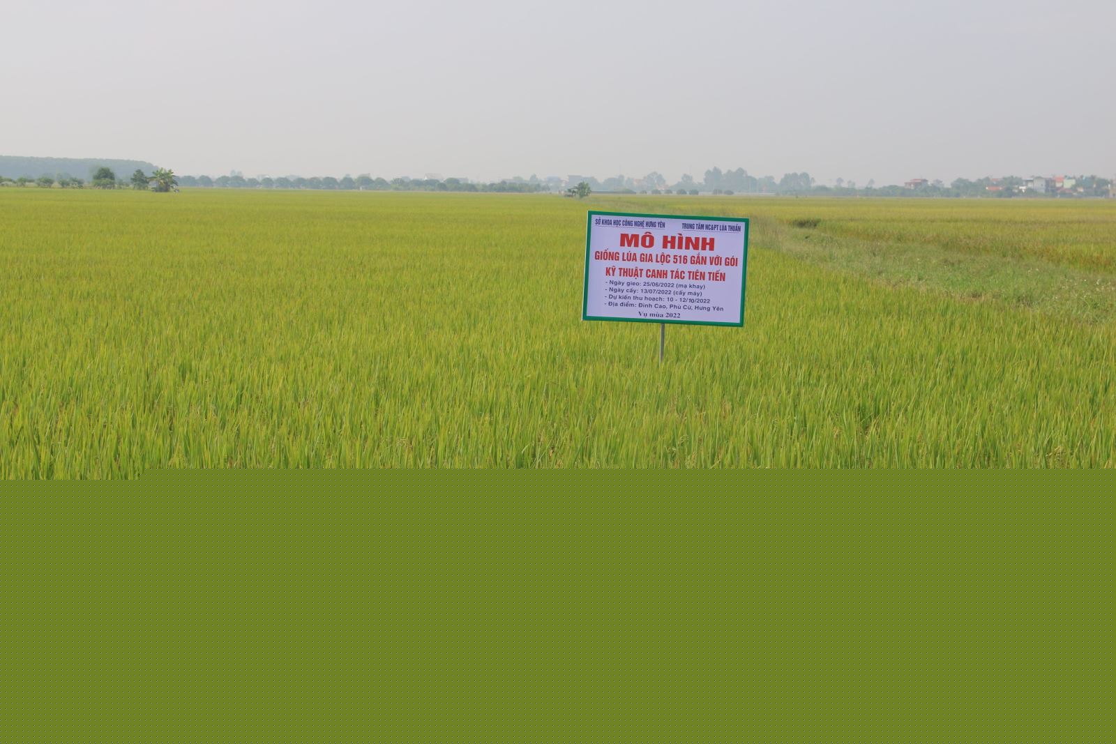 Hội Nghị Đầu bờ: Xây dựng mô hình ƯD "Gói kỹ thuật canh tác tiên tiến" trong SX giống lúa Gia Lộc 516 theo chuỗi GT trên địa bàn tỉnh HY