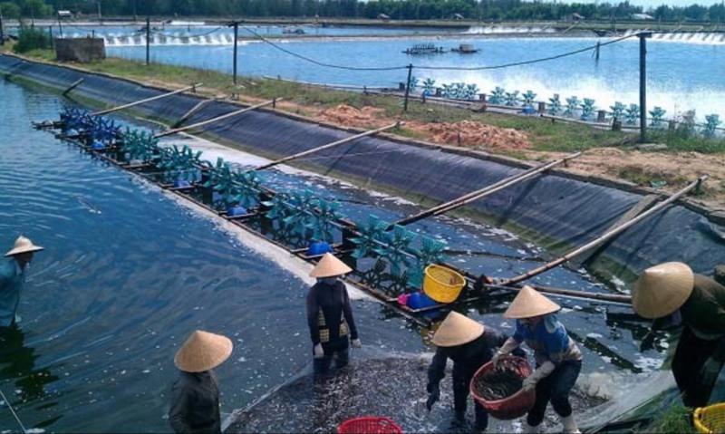 Khoa học công nghệ đóng góp lớn vào sự phát triển của ngành thủy sản.